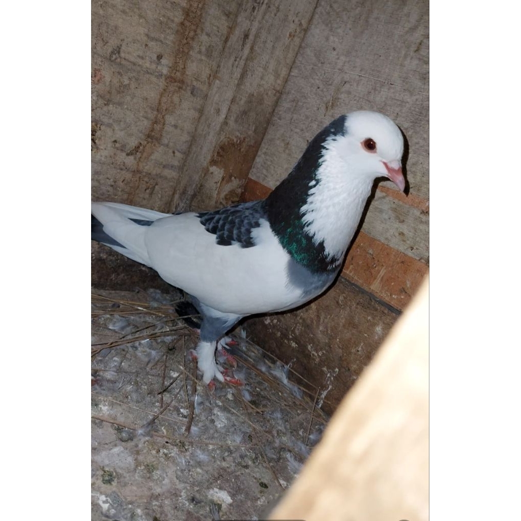 Merpati blantong jembros