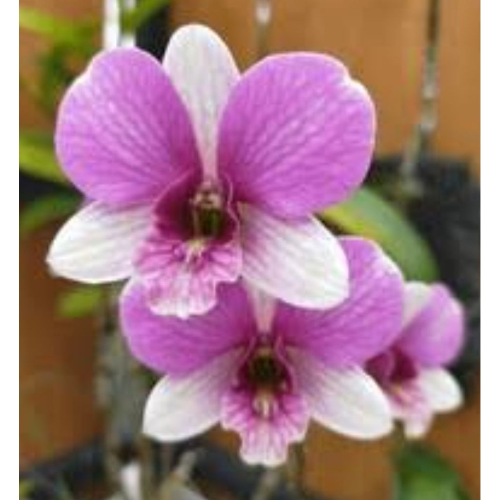 Anggrek dendrobium ID LNA /buttercup