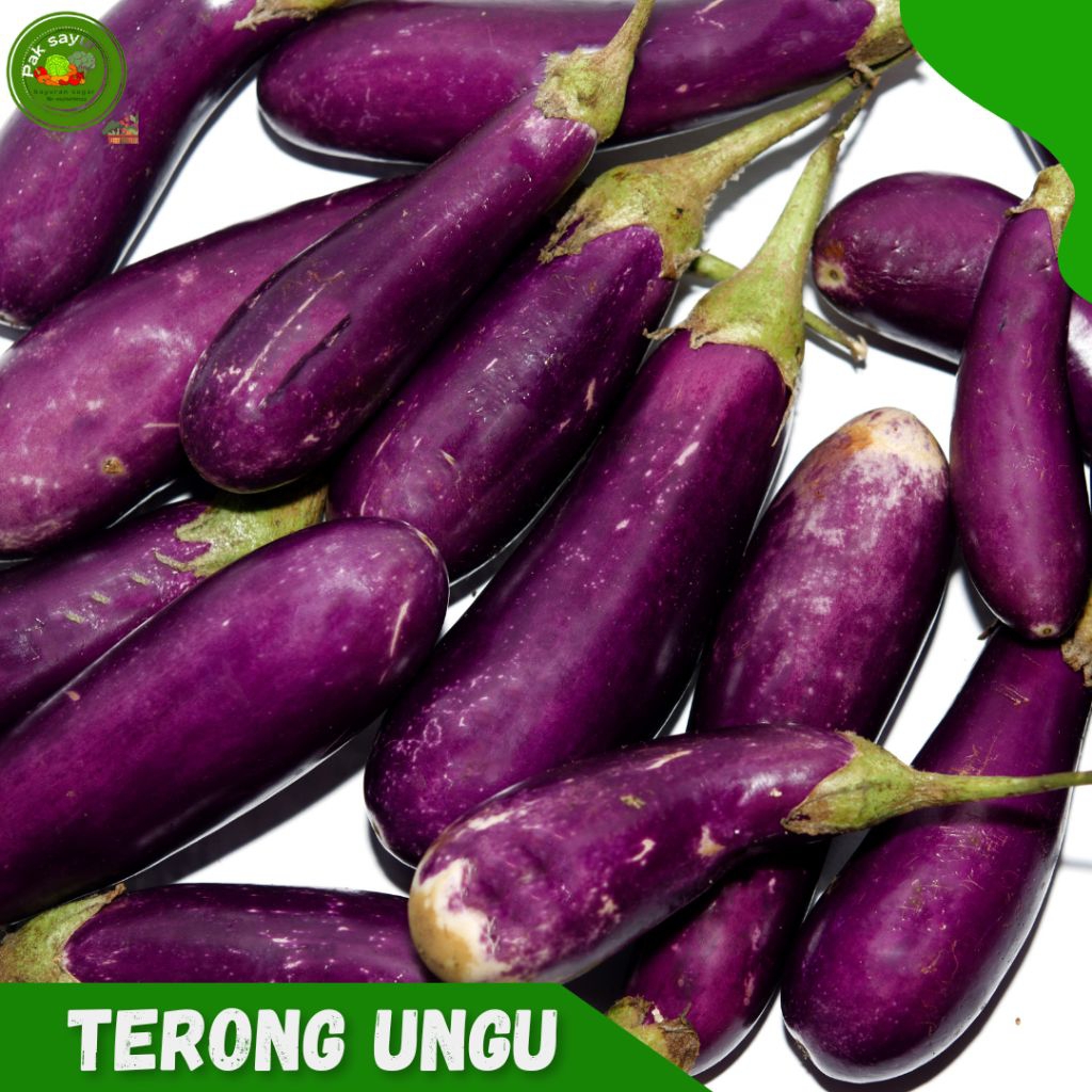 

Terong Ungu , Terong Ungu 500-1kg , Terong Ungu , Super Gede-Gede , purple eggplant