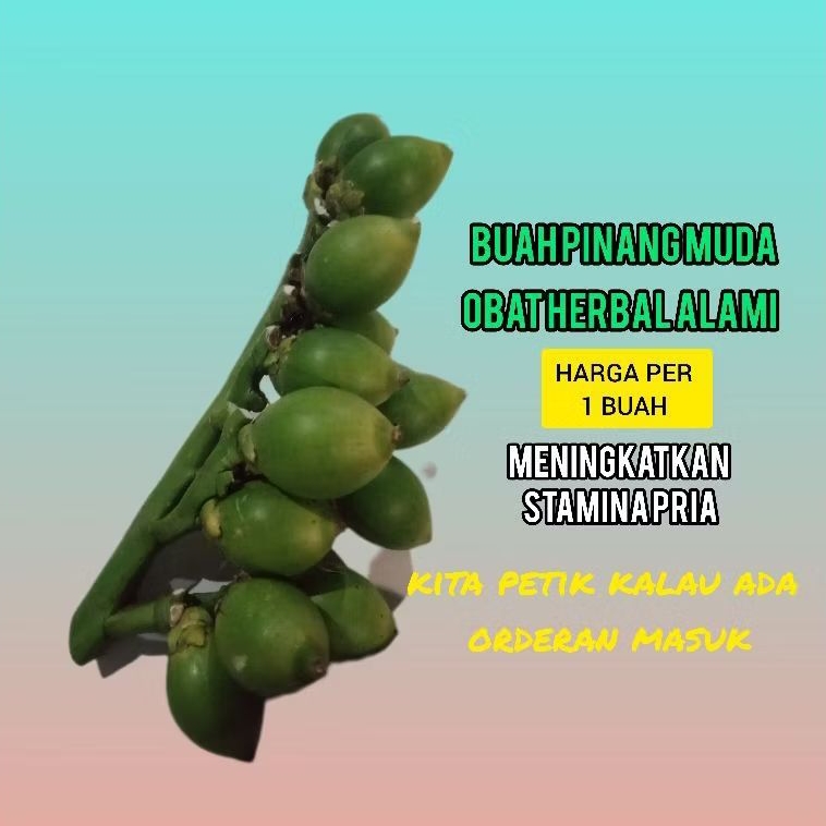 

Termurah buah pinang muda per biji pinang muda segar