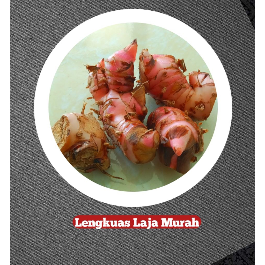 

Termurah lengkuas /Laja enak 250 gram