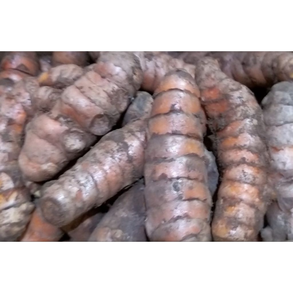 

Kunyit 500 Gram