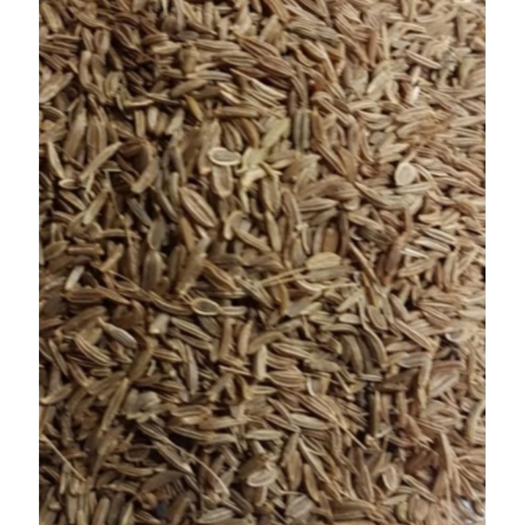 

Jinten 100 Gram Pilihan Hemat