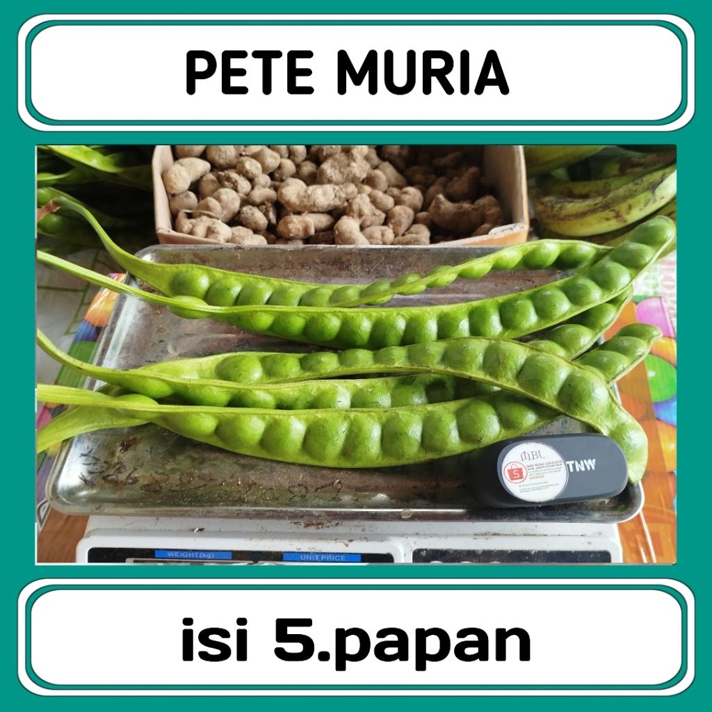 

PETE MURIA 5papan