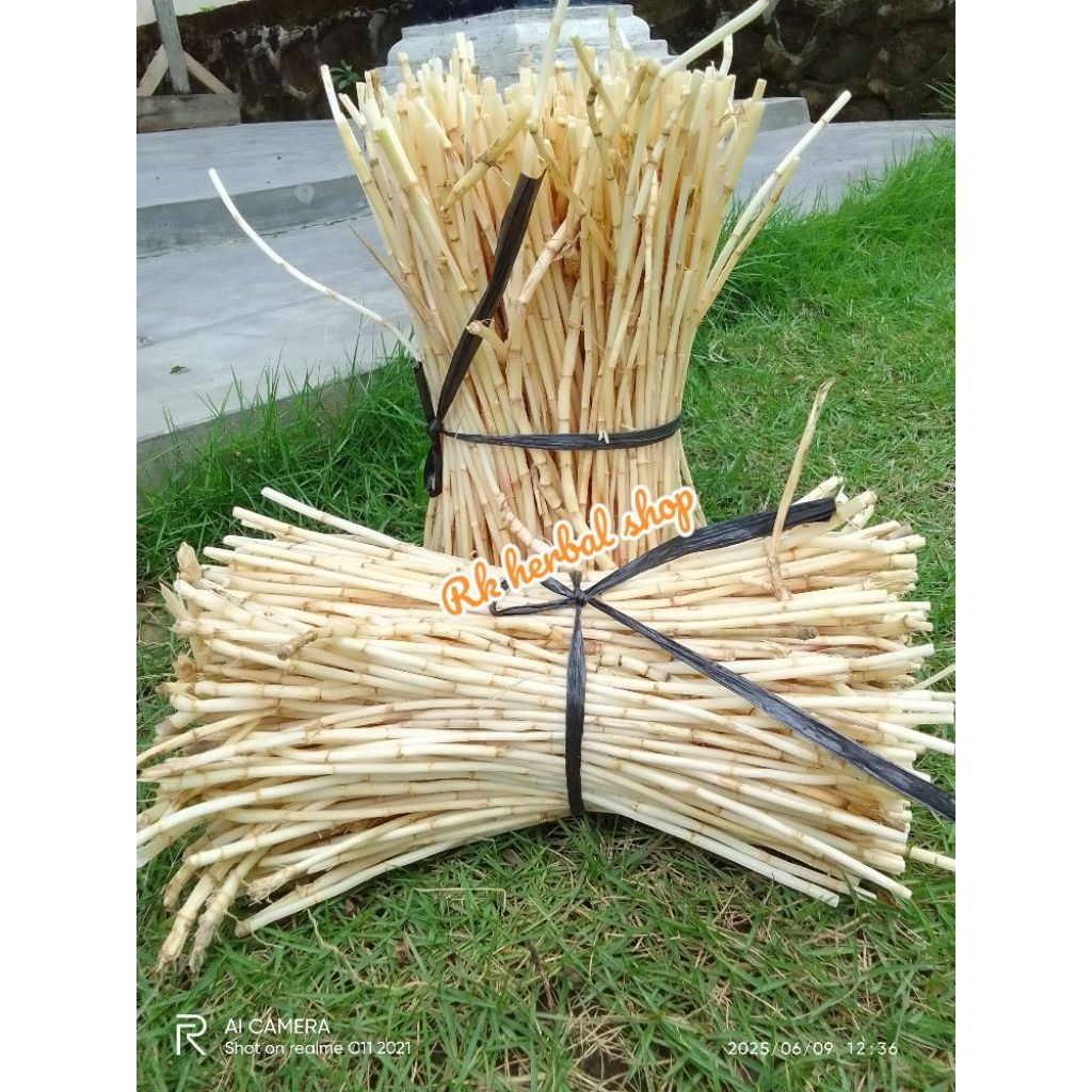 

paket hemat herbal akar alang-alang segar 1 lg alami langsung ambil by rk herbal shop