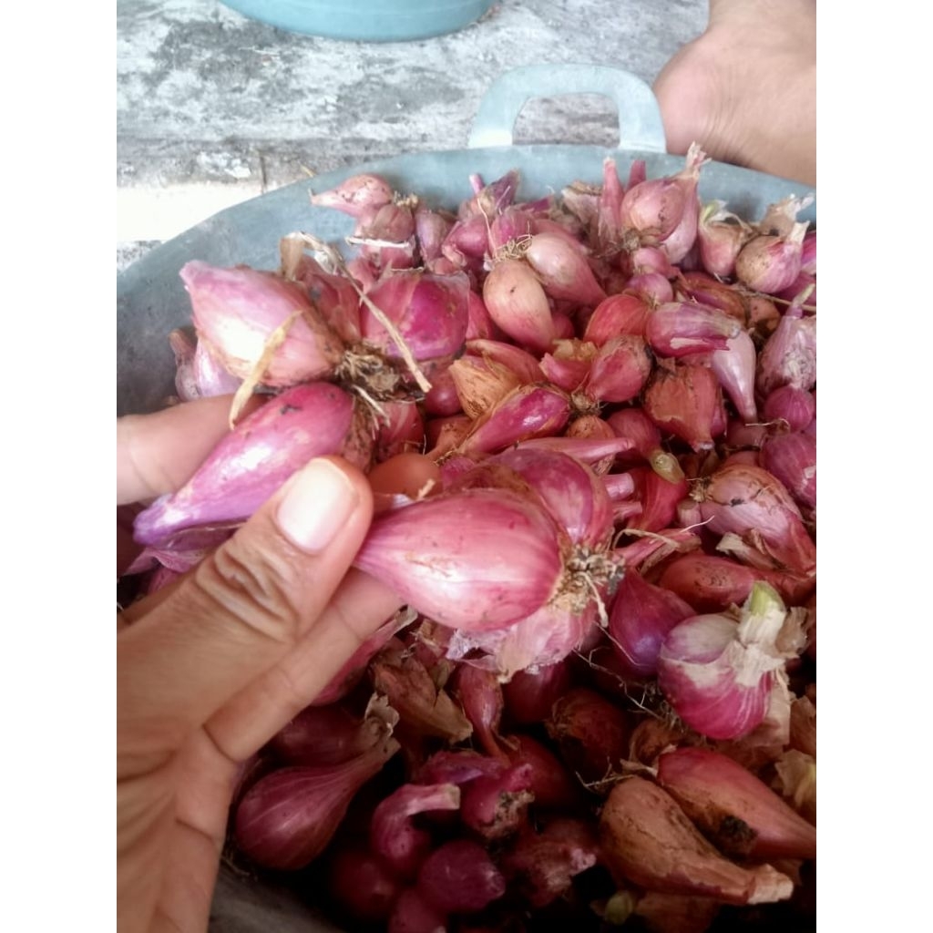 

Bawang merah fresh 1kg