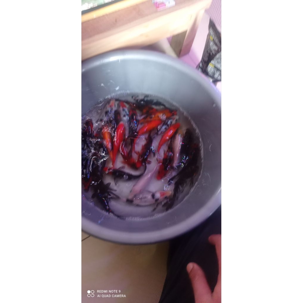 koi blitar ukurn 10cm