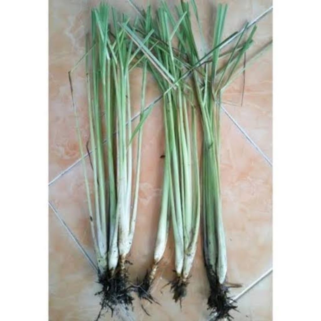 

PERPOHON Bibit Sereh / Serai Masak Wangi Siap Tanam – Sereh Dapur Segar & Harum untuk Masakan
