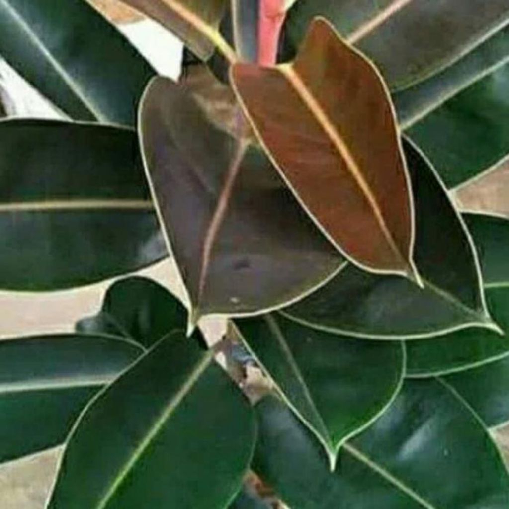 bibit karet kebo super unggul