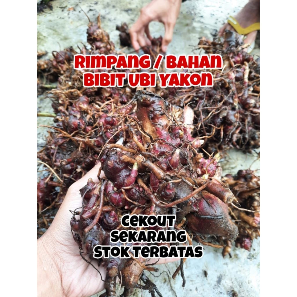 

Rimpang Bibit Ubi Yakon 500 Gram