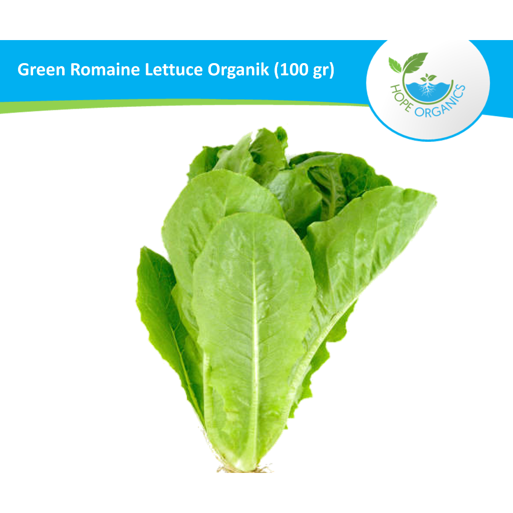 Selada Romaine Hijau / Green Romaine Lettuce Organik 100 gr