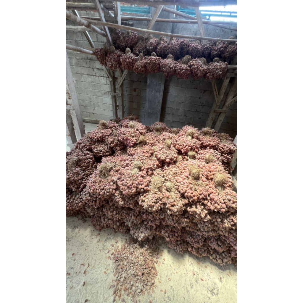 

(FREE ONGKIR) PER 5 KG BIBIT BAWANG MERAH THAILAND NGANJUK