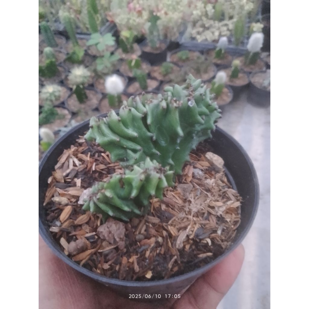 euphorbia ingens ownroot