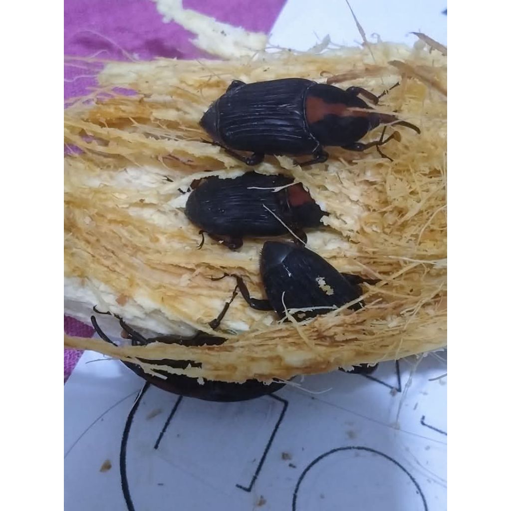 kumbang ulat sagu per 10 ekor murah kumbang untuk mainan anak