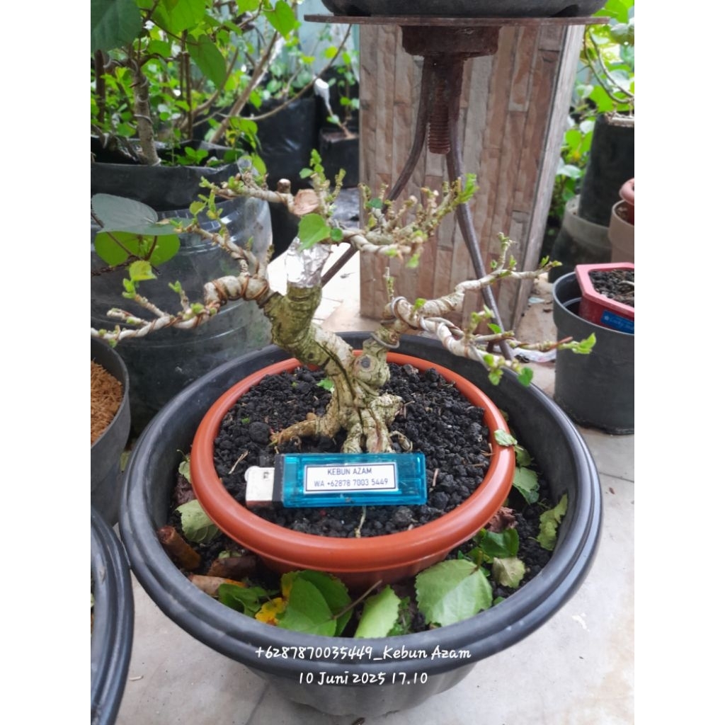 Bonsai Waru India size mame