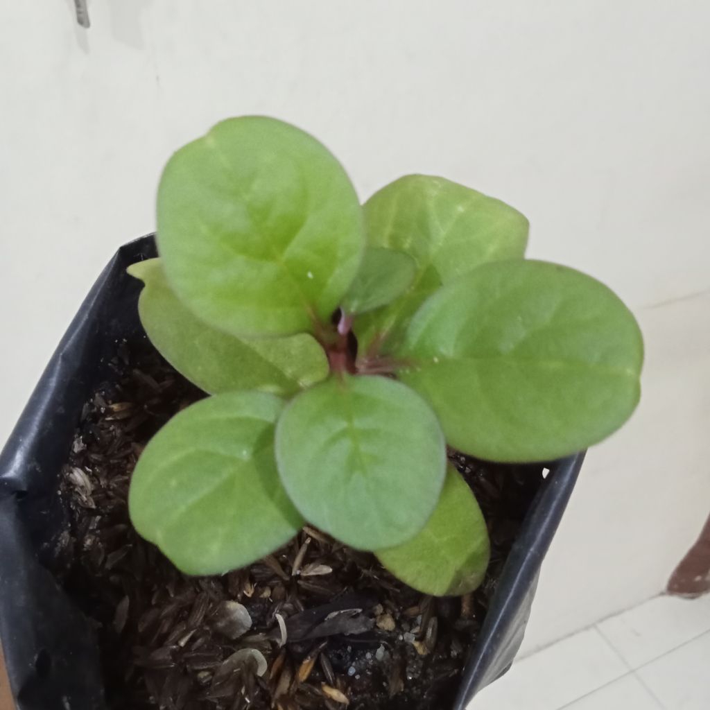 

Bibit Binahong Herbal alami yang sangat bermanfaat
