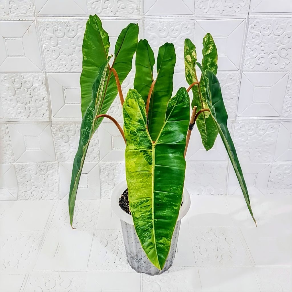 Philodendron Billietiae Variegata - Pot 2