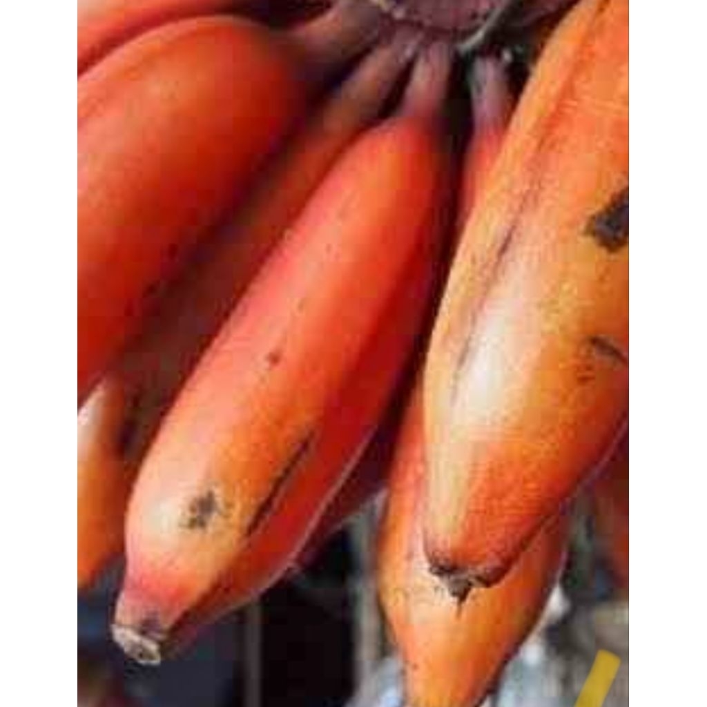 Bibit pisang kidang atau pisang merah jaminan keasliannya