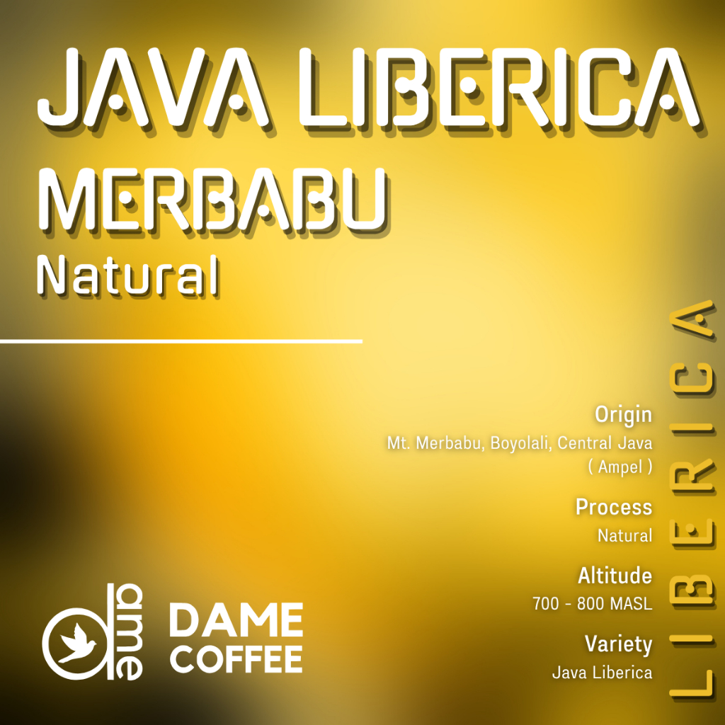 

Java Liberica Merbabu Greenbean Kopi Mentah Dame Coffee