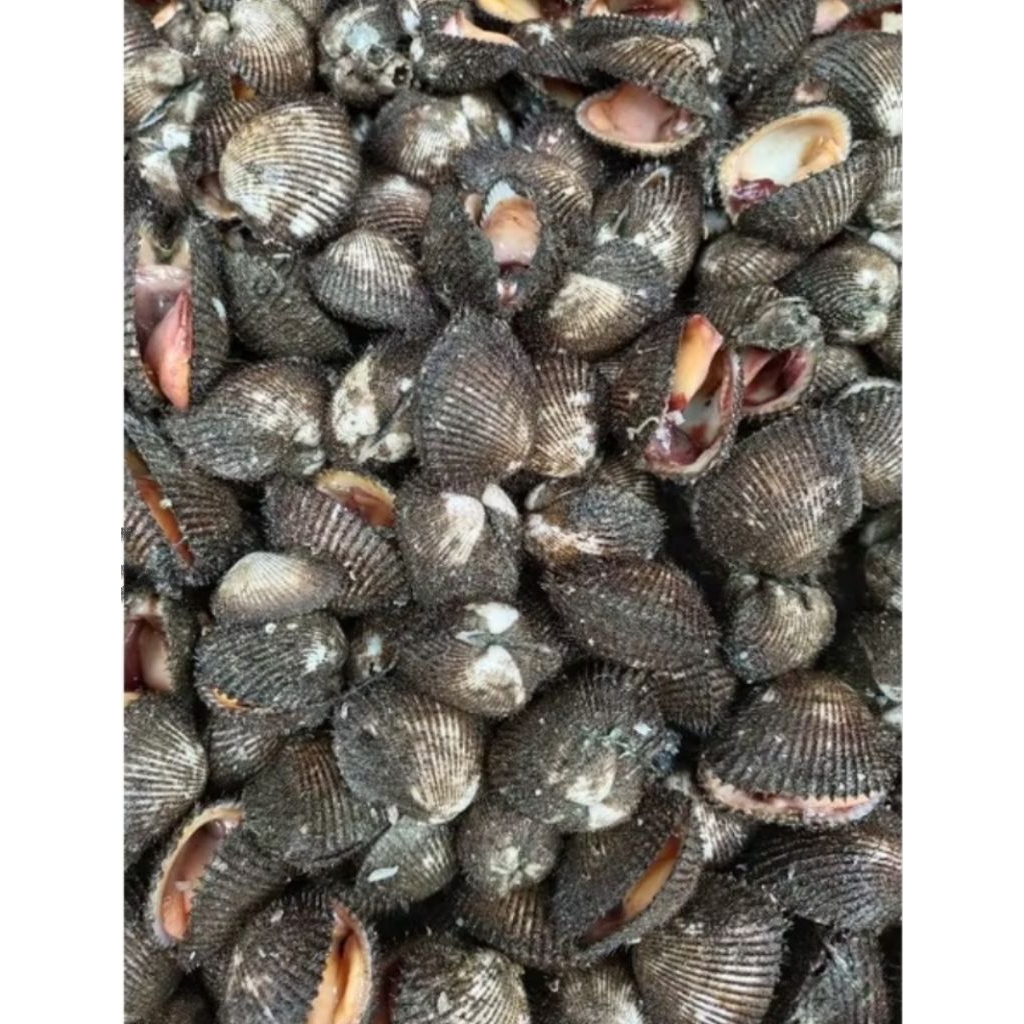 

Kerang bulu