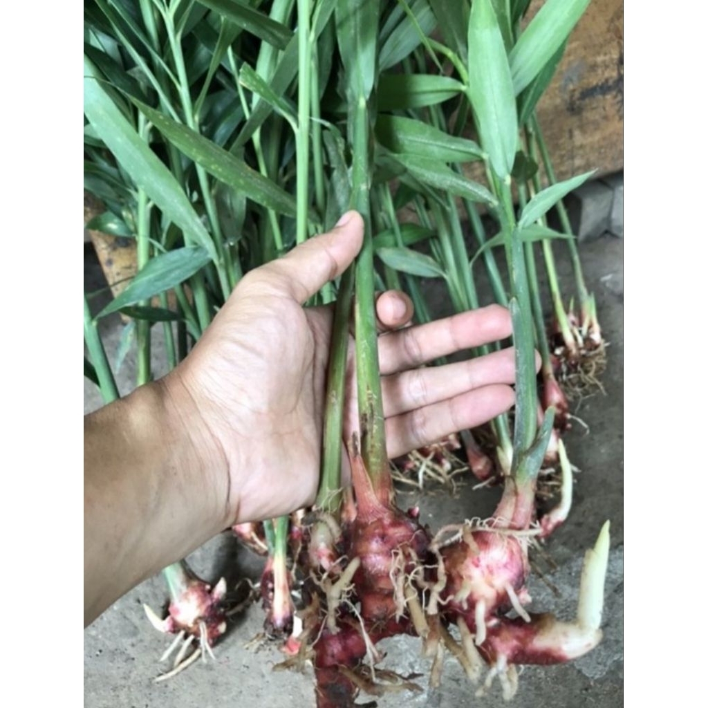 bibit tanaman jahe kampung siap tanam