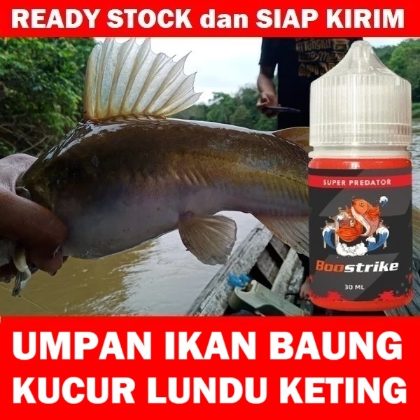 UMPAN IKAN BAUNG KUCUR LUNDU KETING PALING AMPUH DAN PALING JITU DI SUNGAI