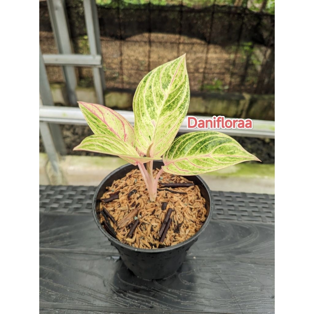 Aglaonema Mother Theresa