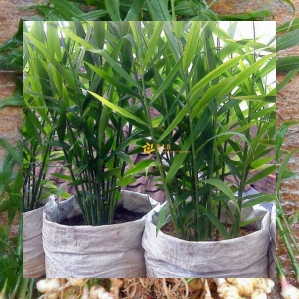 bibit jahe merah | jahe merah | bibit jahe merah / pohon