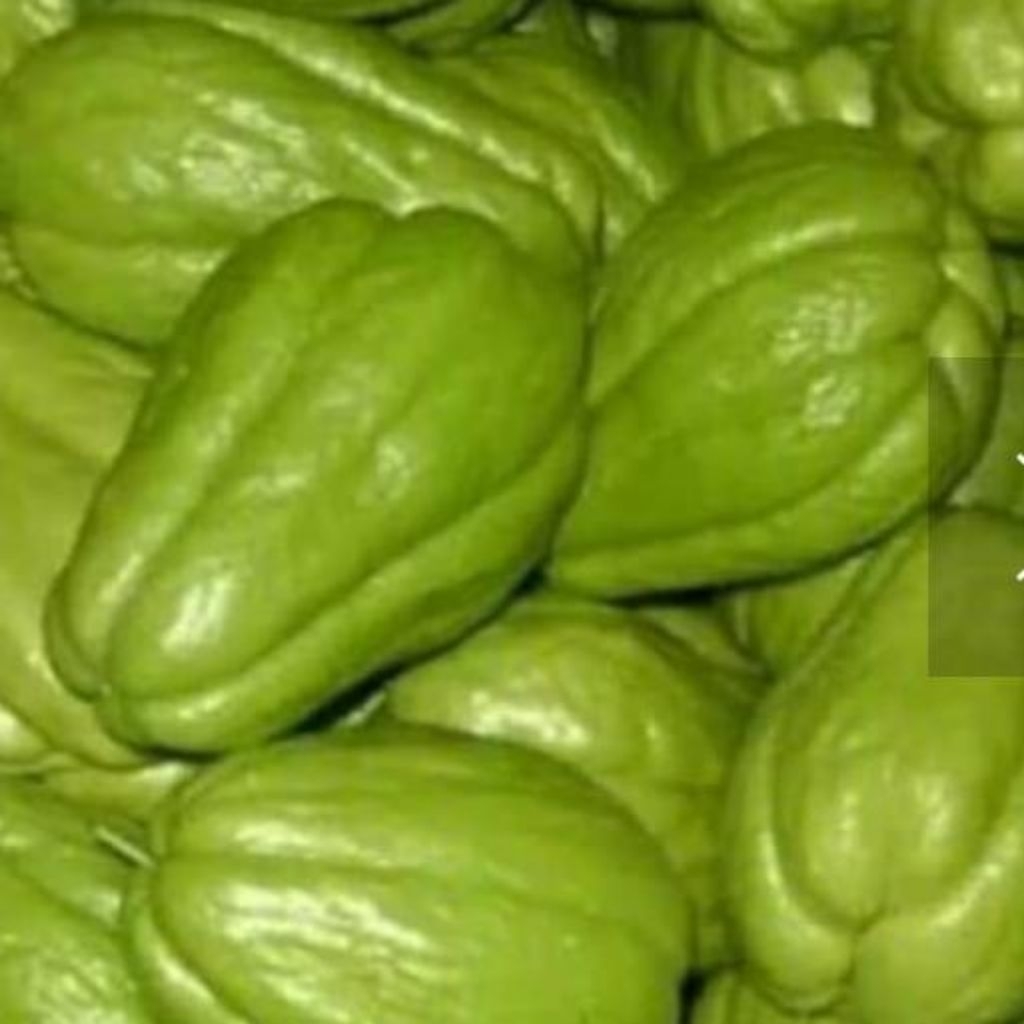 

jepan/jipang/labu siam 1kg