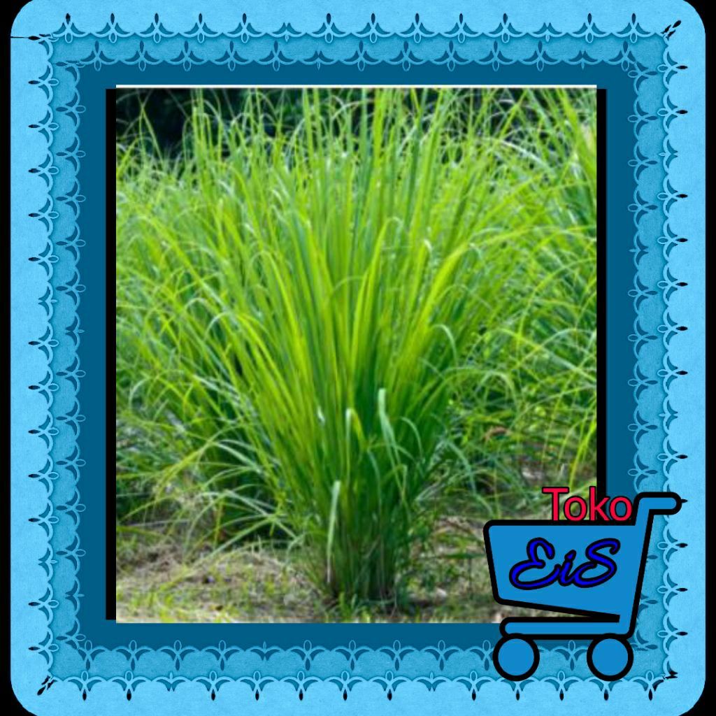 bibit sereh serai bumbu dapur siap tanam