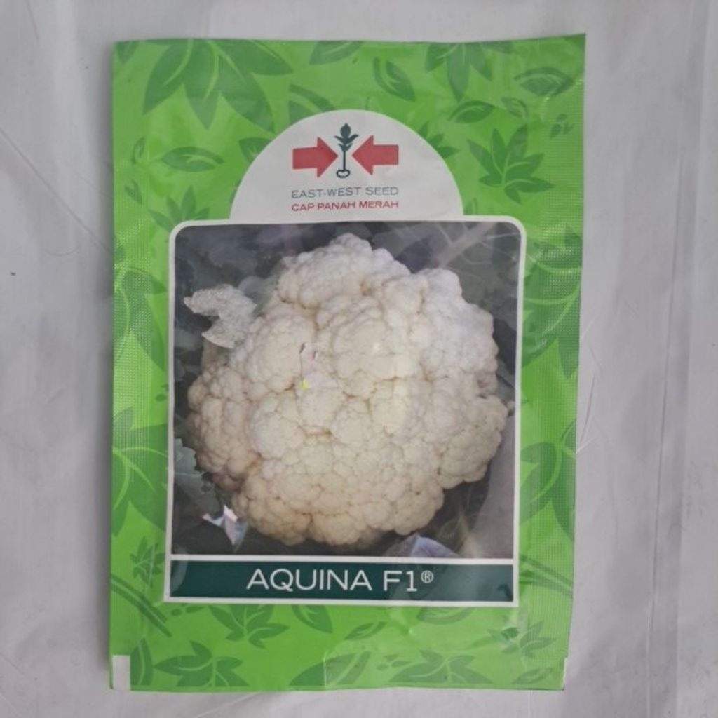 

BENIH KEMBANG KOL AQUINA F1