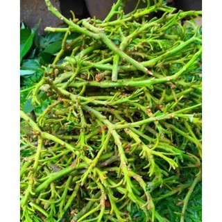 5Pcs Entres Alpukat Kendil Super Unggul Dan Berkualitas