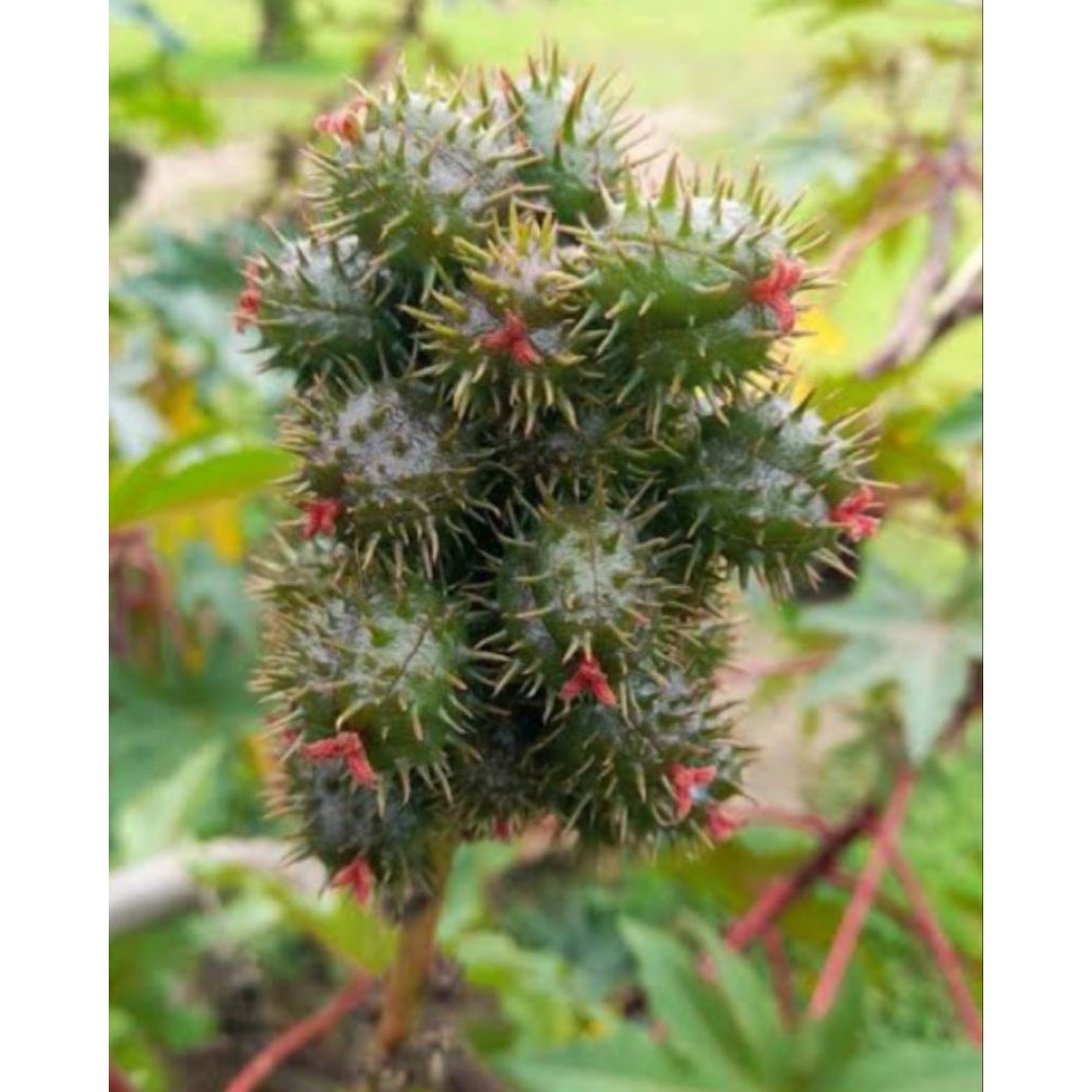 

Jual buah kaliki /atau jarak segar organik 1 kg