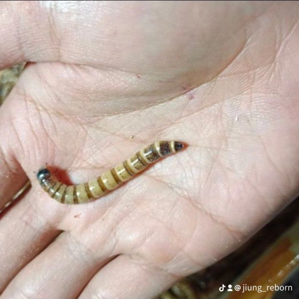 act indukan kumbang ulat Jerman siap bertelur