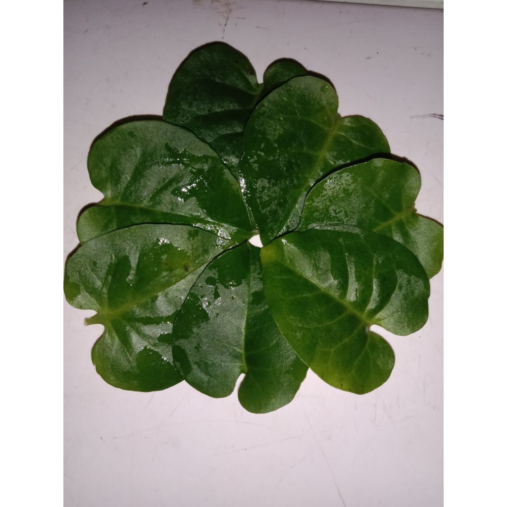 

Daun Binahong hijau fress satu kilo