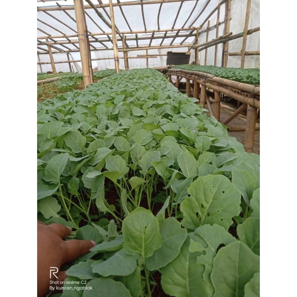 

NASYYA_GARDEN- Paket 10 Bibit Brokoli Putih Siap Tanam