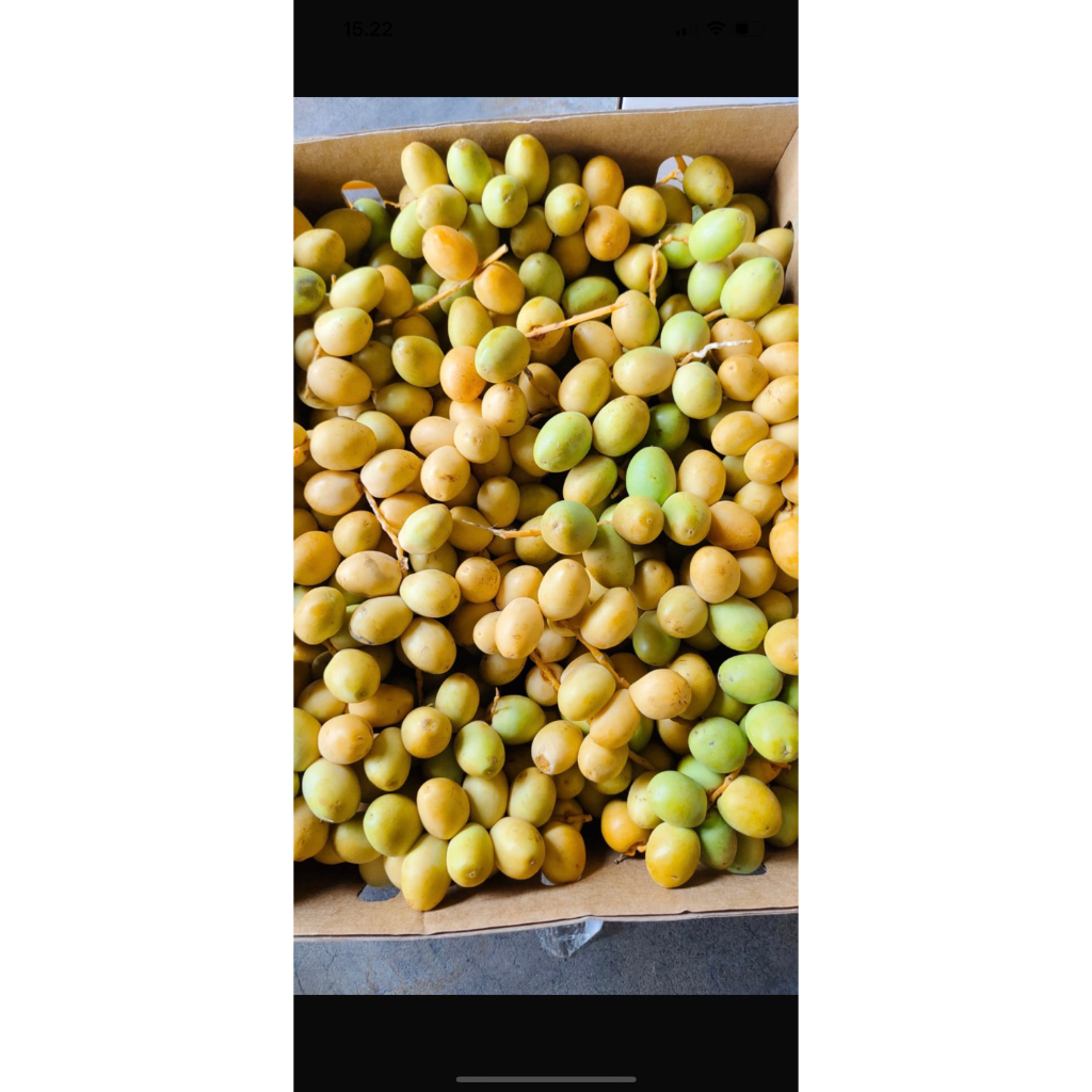 

kurmamuda kuning manis 1ons