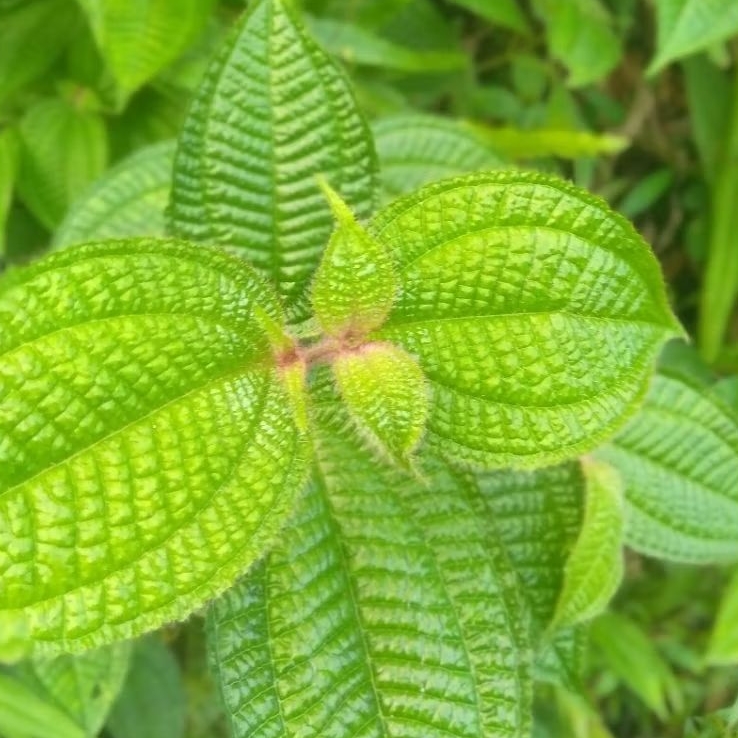 

daun harendong bulu 1kg,obot herbal alami