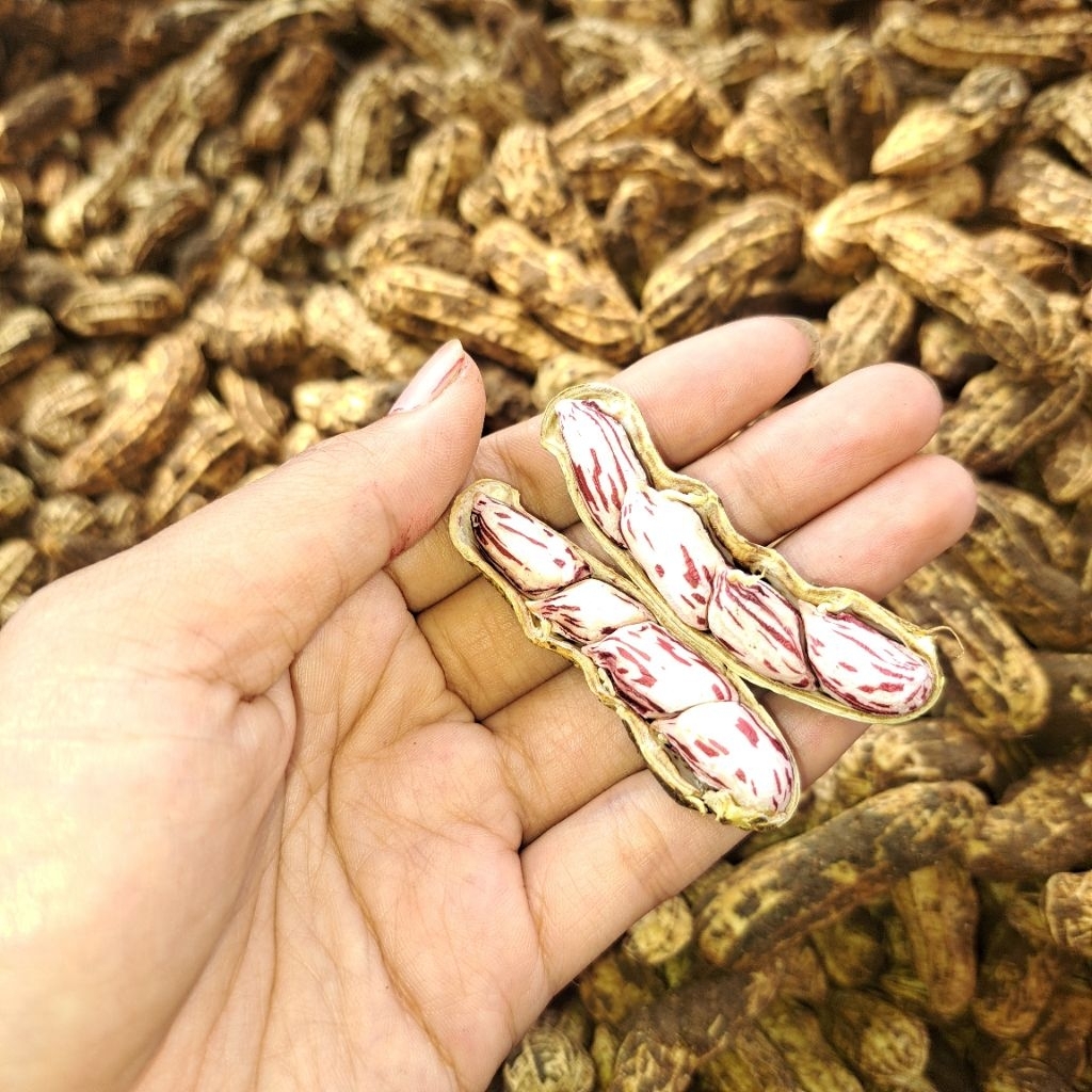 

KACANG TANAH LURIK BATIK MENTAH BASAH UNTUK REBUS