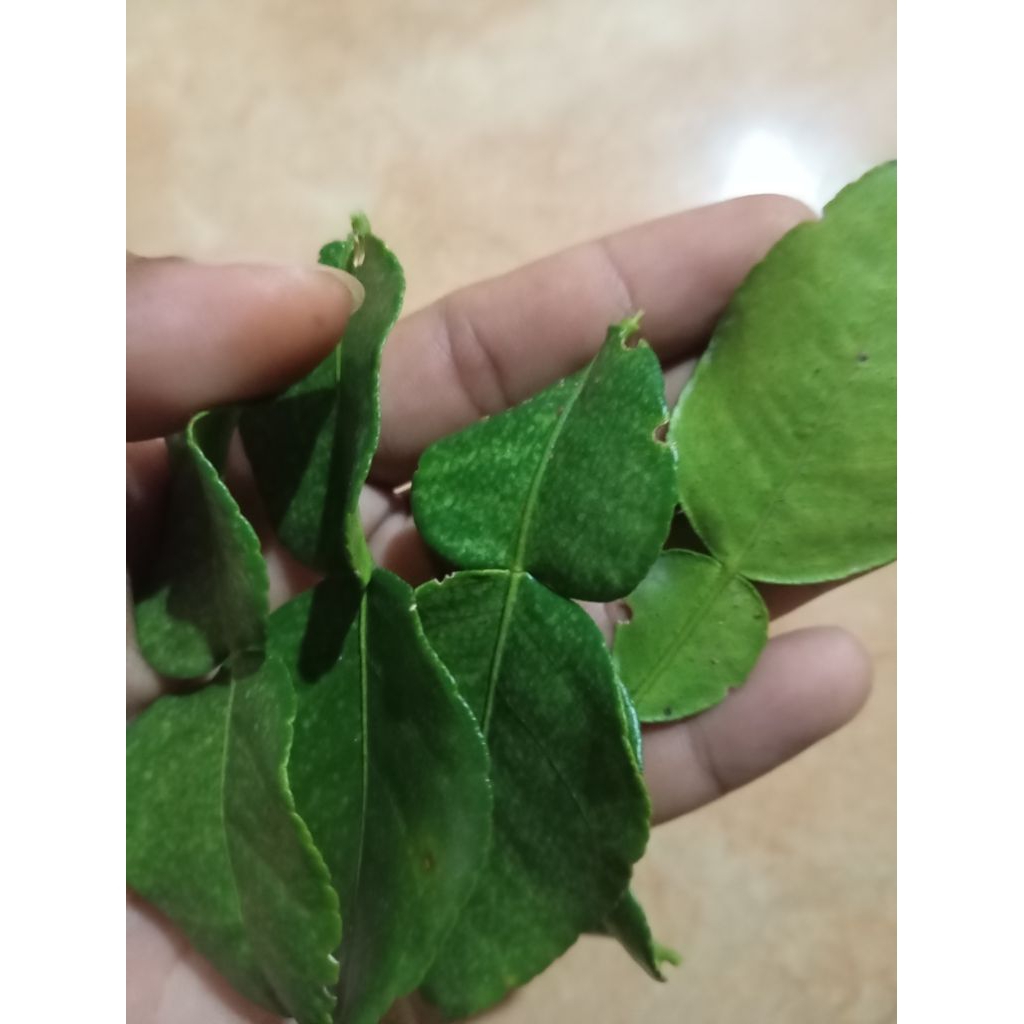 

daun jeruk purut segar