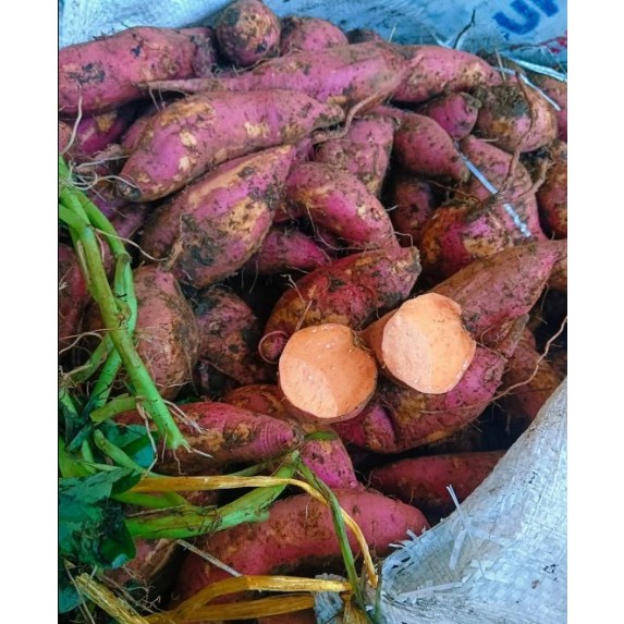

Ubi Orange Mentah 1 Kg / Ubi jalar varian orange / Boled warna orange