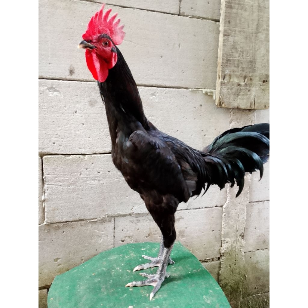 

Ayam kampung jumbo body besar ayam kampus silangan pelung bangkok warna hitam