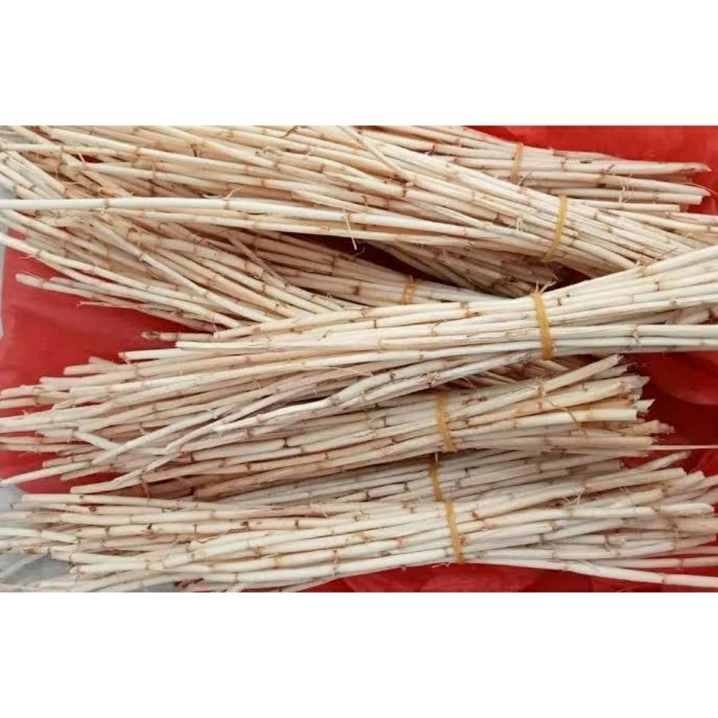 

Akar alang-alang 100grm segar ( Imperata cylindrica )