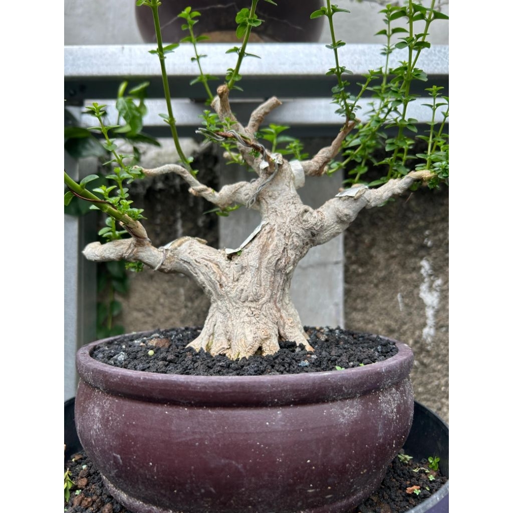 Bonsai sancang / tanaman bonsai sancang bukan wacang siap kontes