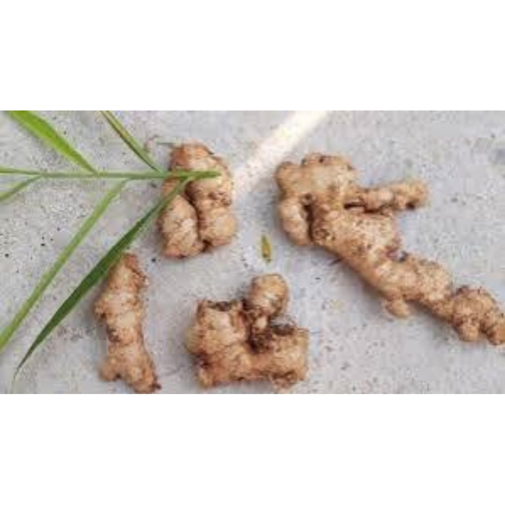 

Jahe Emprit Fresh Belum Dicuci