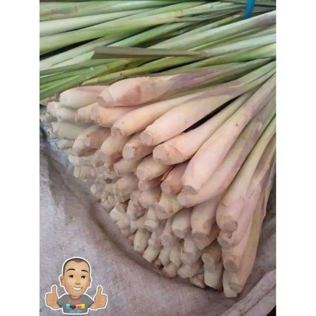 

serai jumbo/sereh fres ambil dadakan bila ada order per 1kg