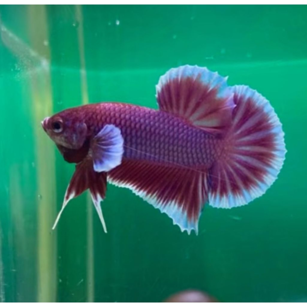 Plakat Lavender  (Ikan Cupang)