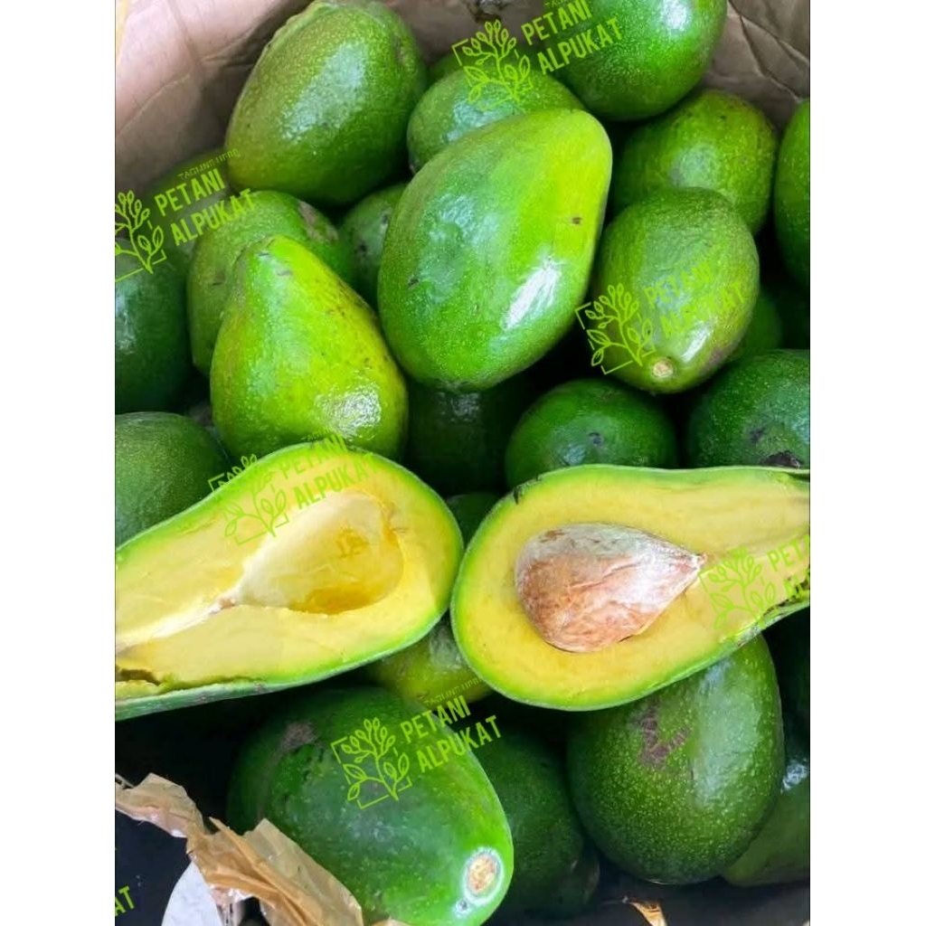 

Alpukat mentega super 1kg isi 456