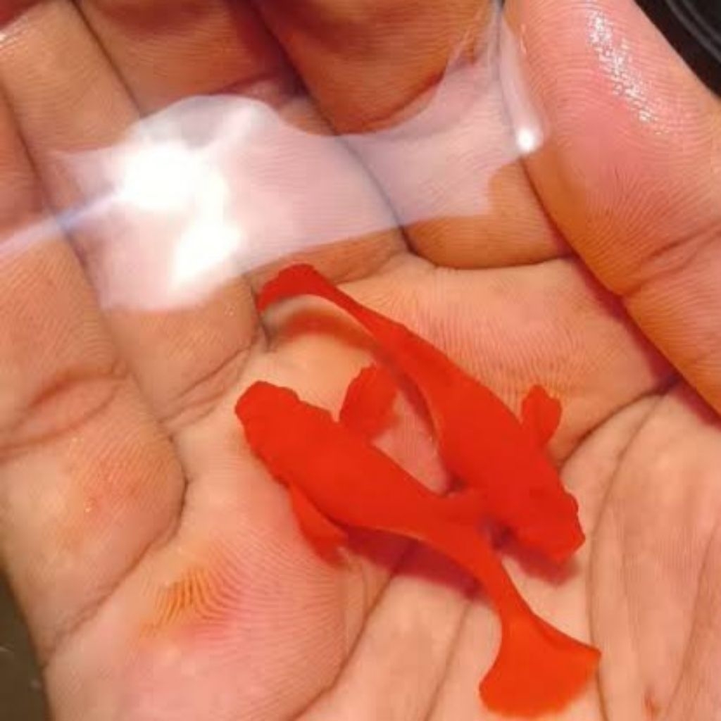 hiasan aquarium albino koi jantan top grade