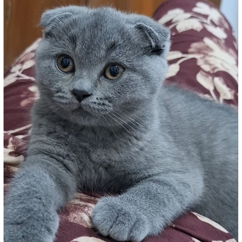 Makanan Kucing BSH Scotish Kitten